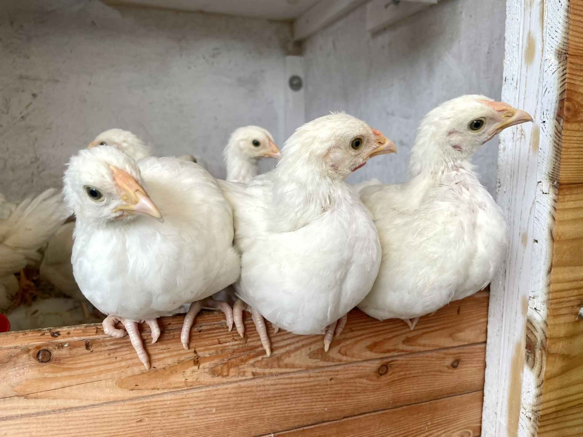 ProSpecieRara Schweizerhuhn